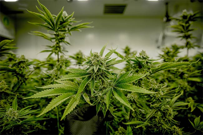 On March 31, 2021 New York State Legalized Adult Cannabis Use