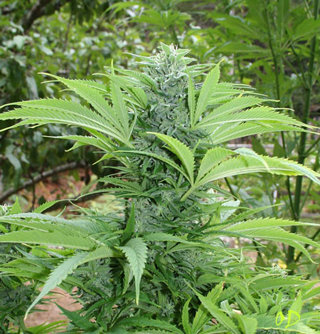 outdoor-cannabis-large