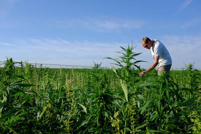 U.S. Government Owns Patent 6630507 On All Cannabis 425 Healing Components