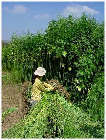 New federal Farm Bill would allow for industrial hemp farming