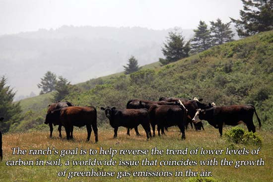 An Accidental Cattle Ranch Points the Way in Sustainable Farming