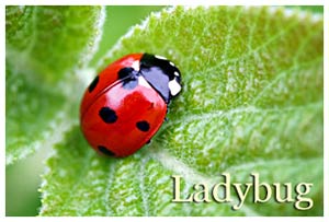 Top natural pest control methods for a healthy garden