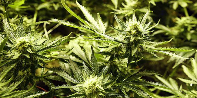 Ruling in Mexico Sets Into Motion Legal Marijuana