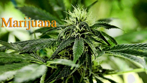 Medical cannabis proves miraculous for terminally-ill pets