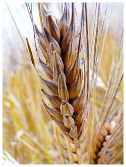 U.S. Government is and has been Accomplice, Pimping the Genetically Modified Organism (GMO) Seeds, produced by the Nation-less Corporations, Throughout the World, Including Monsanto, Report Reveals