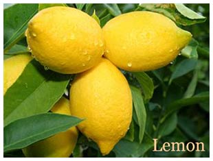 3 plus 25 amazing reasons to add lemon to your water